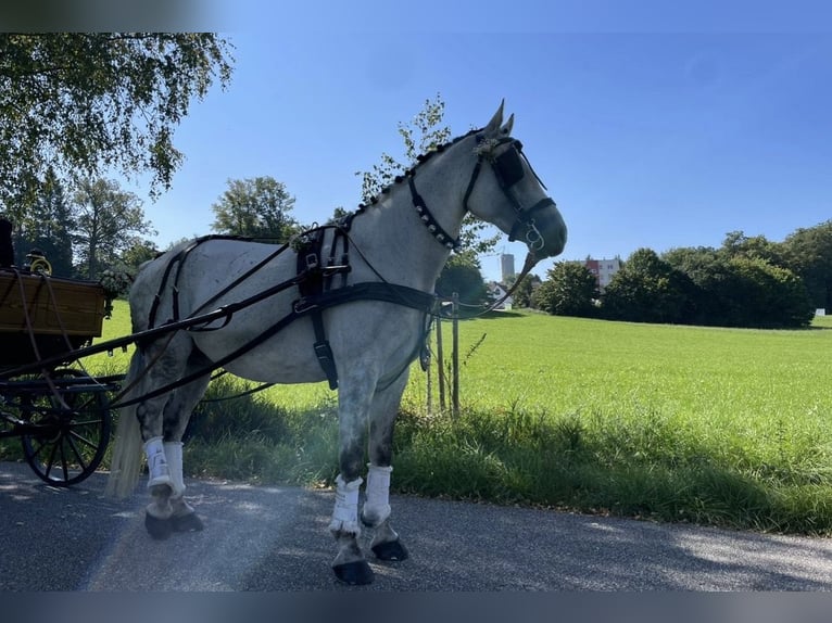 Hermanos Gomez Harness, single harness for driving