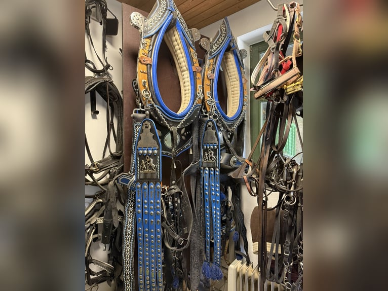 Several used Haflinger harnesses for carriage driving