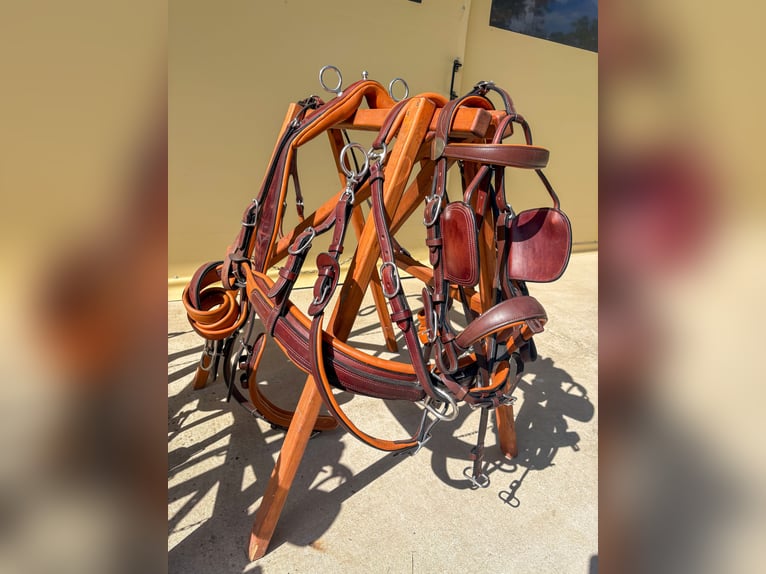 Two-pony marathon harness