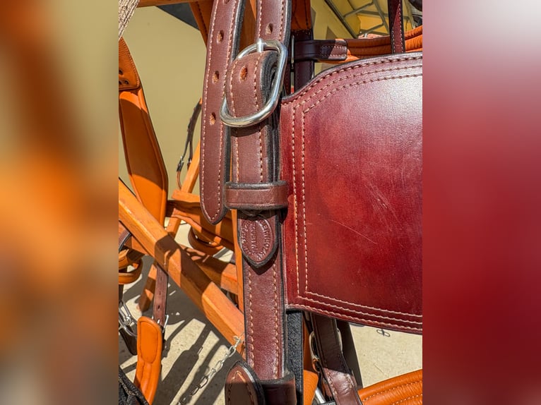 Two-pony marathon harness