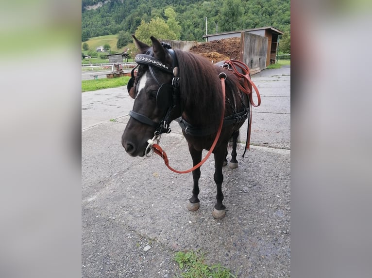 Zweispänner-Brustblattgeschirr für Ponys Stckm.  1,20m