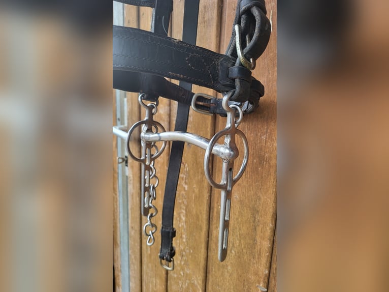 Bridle and driving rein