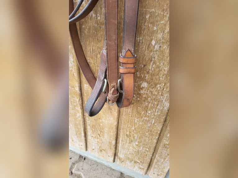 Bridle and driving rein