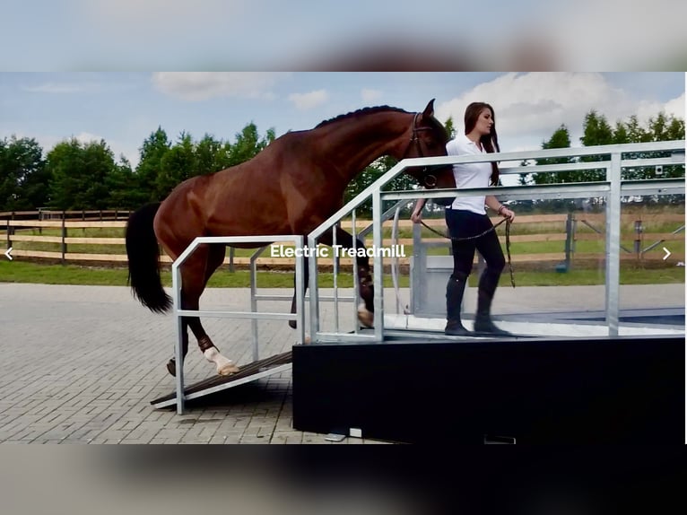 Horse Treadmill - Delivering Consistent Workouts for Equine Excellence!