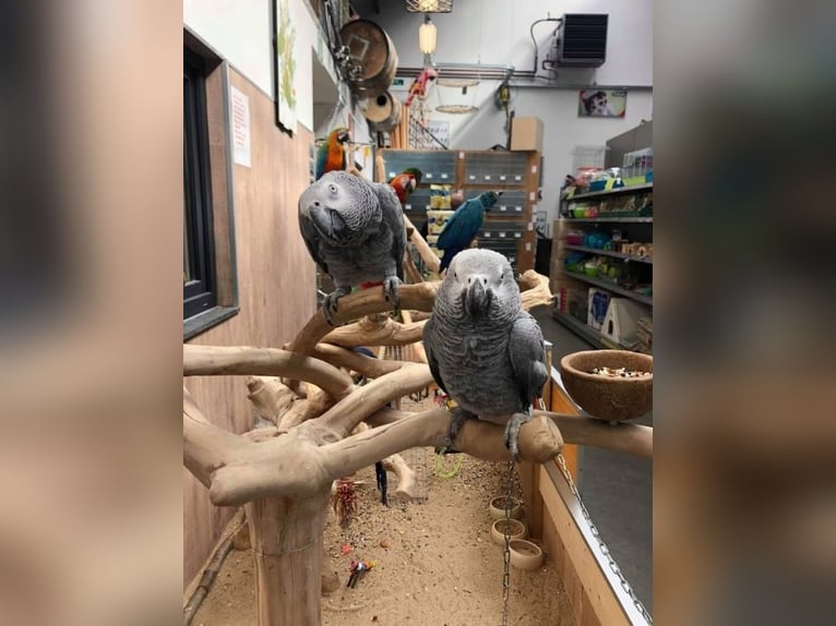 Beautiful grey Gabonese pair