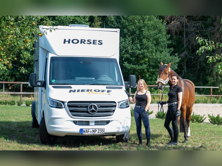 2er Pferdetransporter Mercedes-Benz Sprinter-Niehoff P2