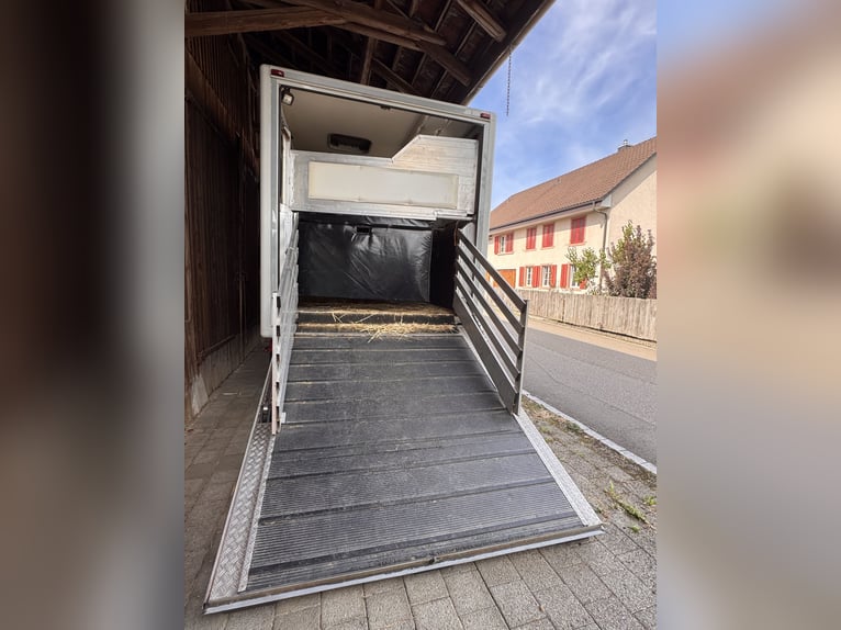 Mercedes-Benz Actros 1831 for 2–3 horses or conversion into a camper van