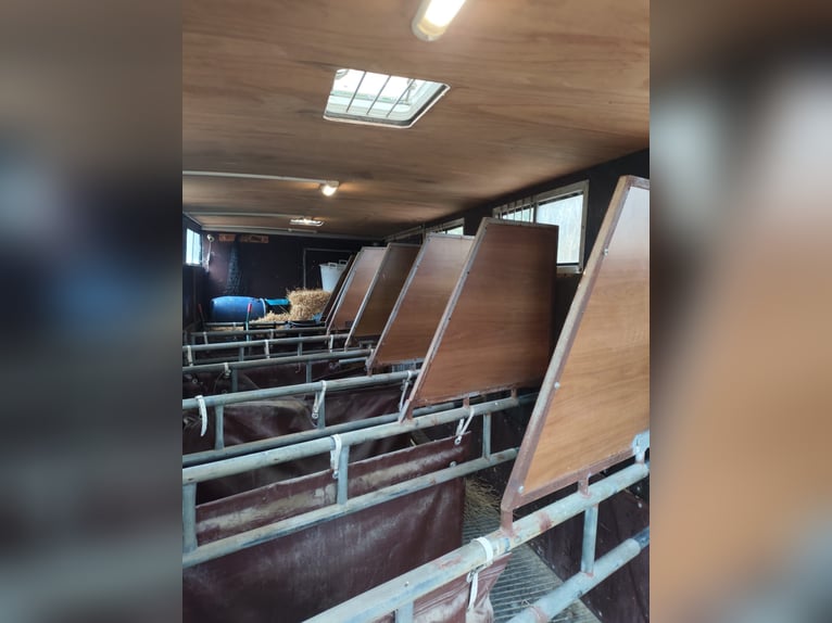 Transport van for 8 horses with a small living area