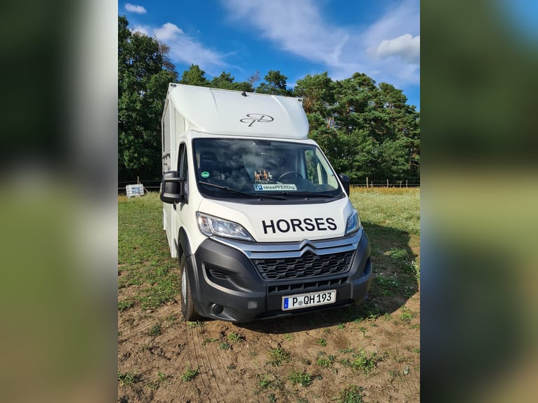 Dickenherr Pferdetransporter Hengstausstattung