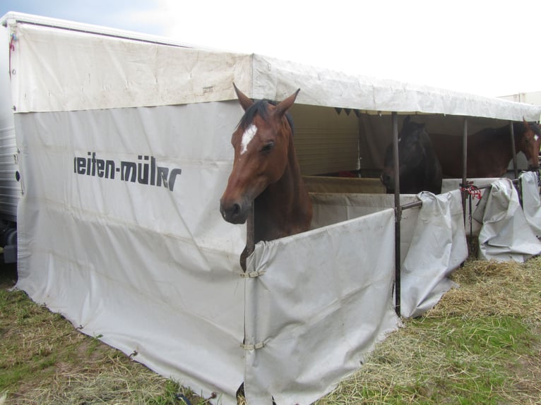 MAN horse transporter with stable tent, no TÜV (inspection)