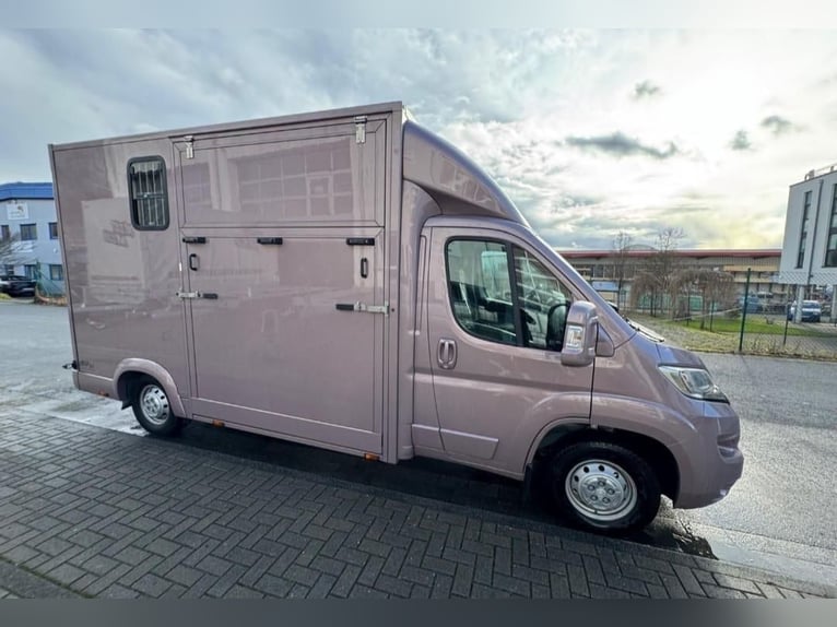 TVW Stallion Horse Transporter 3.5t – Citroën Jumper – Only 18,600 miles – New TÜV – Roof Air Condit