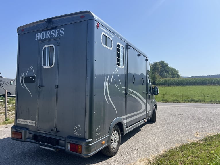Pferdetransporteuer Peugeot Boxer