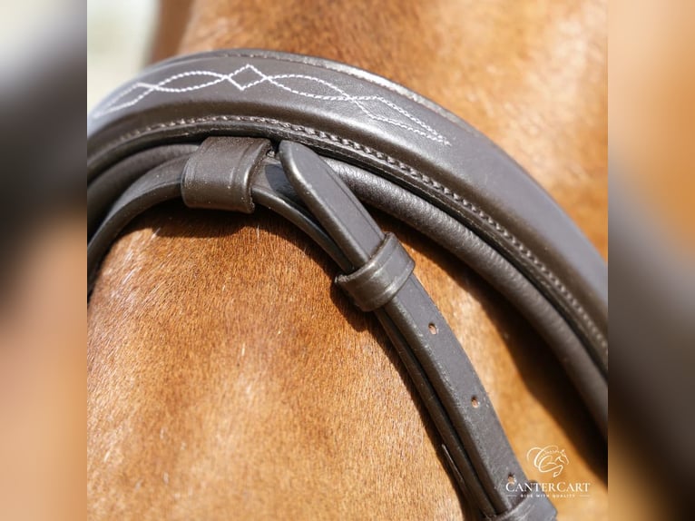 Brown English Bridle Premium Horse Tack CanterCart