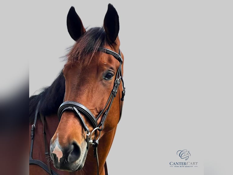 Brown English Bridle Premium Horse Tack CanterCart