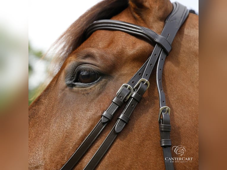 Brown English Bridle Premium Horse Tack CanterCart