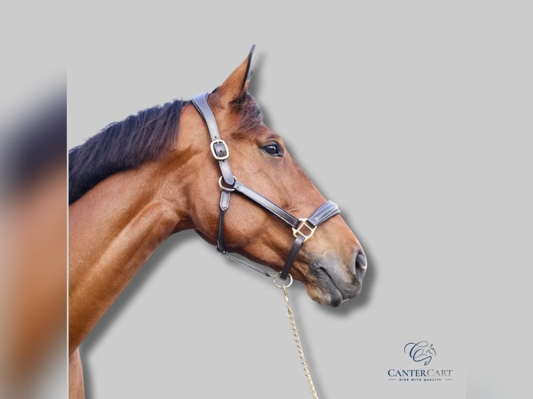 Canter Cart Canter Cart