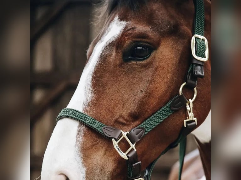 quality head collar for your foal 