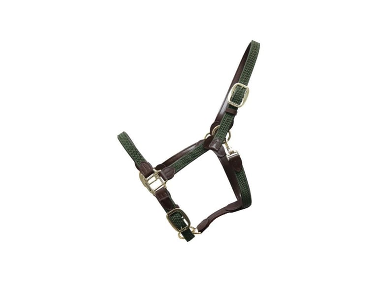 quality head collar for your foal 