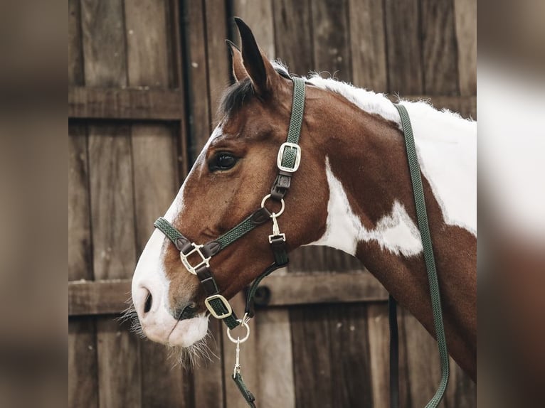 quality head collar for your foal 