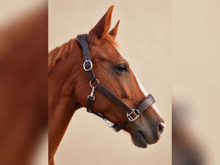 Premium 100% Genuine Leather Halter, Brand New