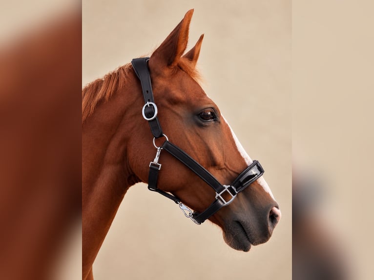 Premium 100% Genuine Leather Halter, Brand New