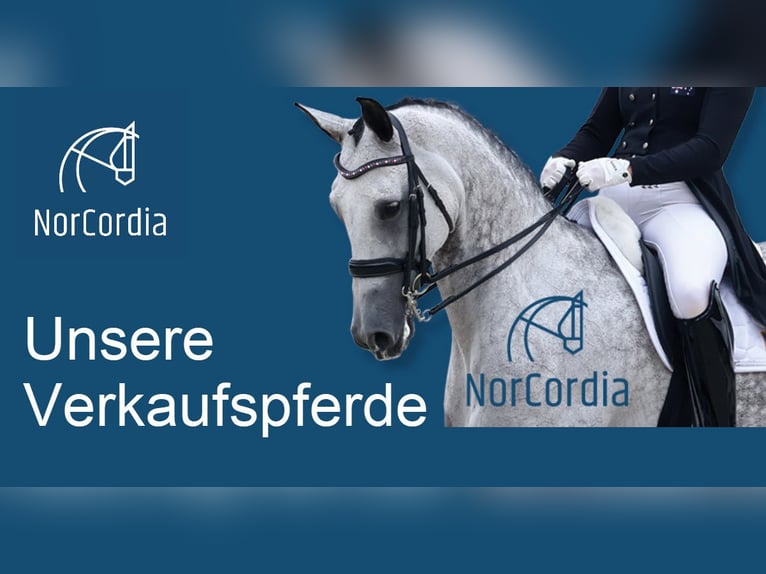 Hochwertige Dressurpferde von NorCordia Hochwertige Dressurpferde von NorCordia