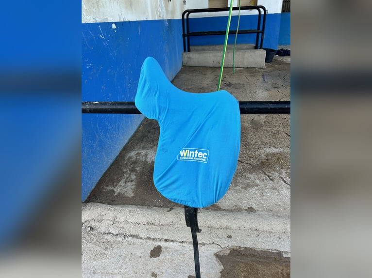 Wintec dressage saddle