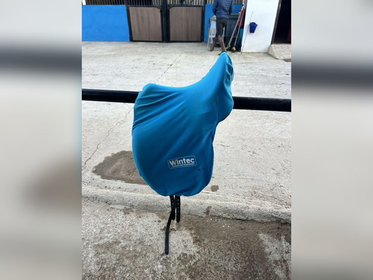 Wintec dressage saddle