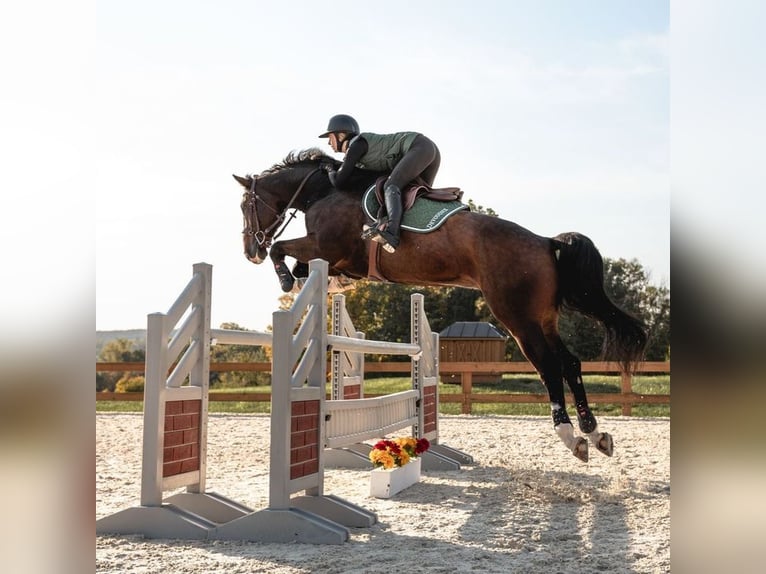 Quality Jumping saddles 