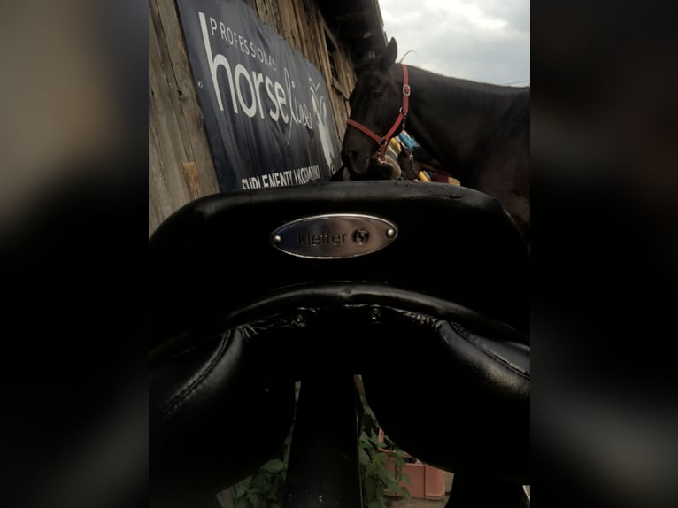 Skokowe siodło kieffer