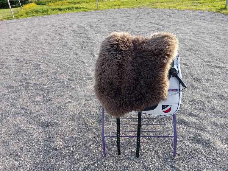 Fantastischer Sattel für die akademische Reitweise