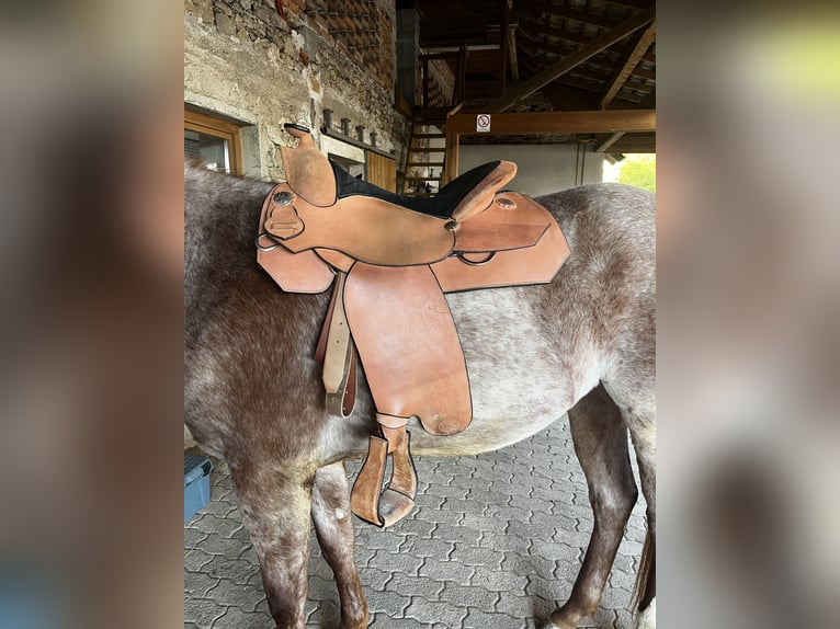 Westeren saddle