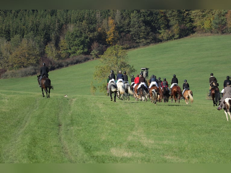    2 Tage Geländetraining „ Jagdreiten“  in Theorie und Praxis