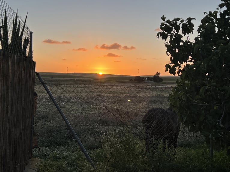 Andalusia and Its Wonderful Horses – Jerez de la Frontera