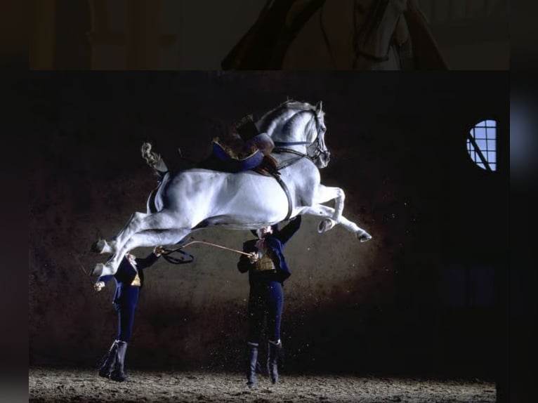 Discover the world of Andalusian horses