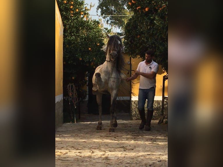 Discover the world of Andalusian horses