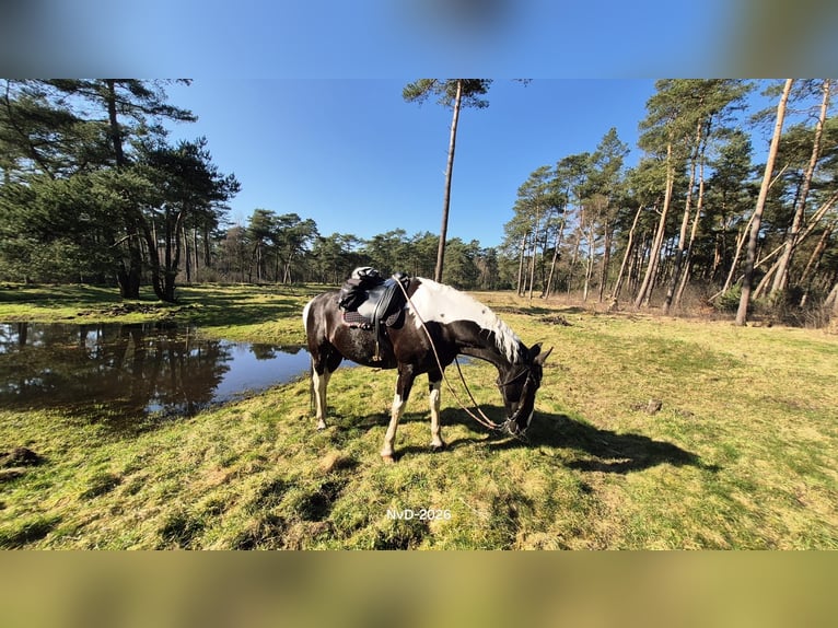 Horse hotel on the Veluwe !!