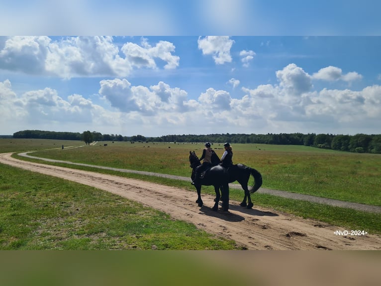 Horse hotel on the Veluwe !!