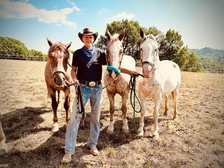 Horse Riding Holidays in Tuscany