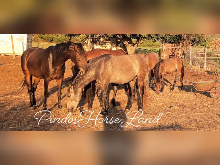 Riding and seaside holiday for singles or friends, maximum 2 persons, PindosHorseLand