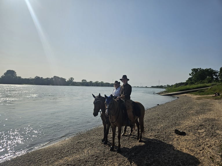 Riding excursions for young and old