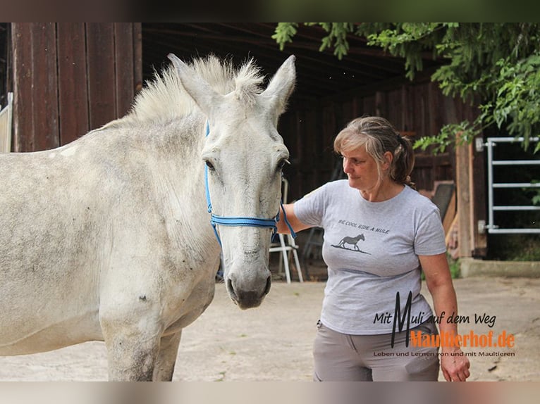 Schnupperwochenende Reiten und Maultiere