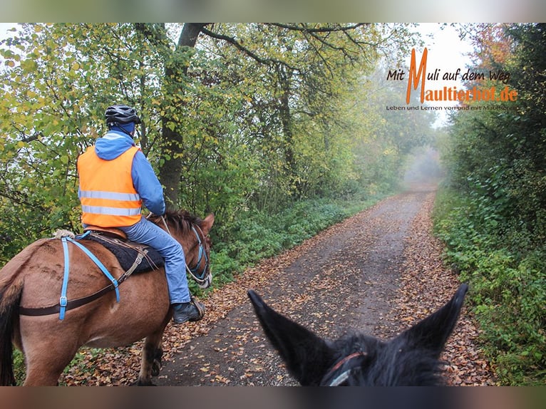 Schnupperwochenende Reiten und Maultiere