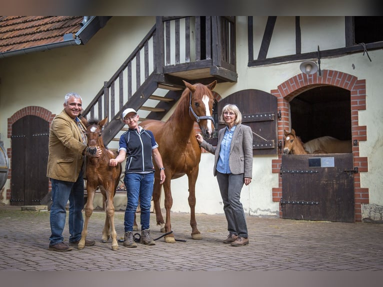 Three days dedicated to the Spanish horse – with neutral purchasing advice available upon request.