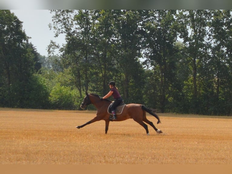 Children's riding holidays during the summer break – unforgettable vacation at the riding stables!