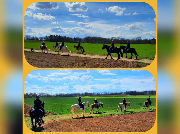 Dein Sommerabenteuer: Reiterferien 2024 mit täglichem Reitspaß!