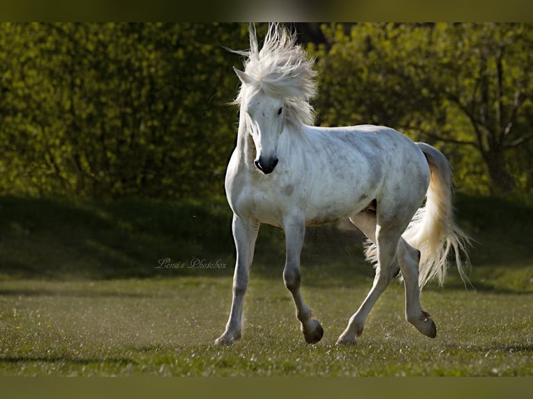 Holiday at d'Issel Stud Farm