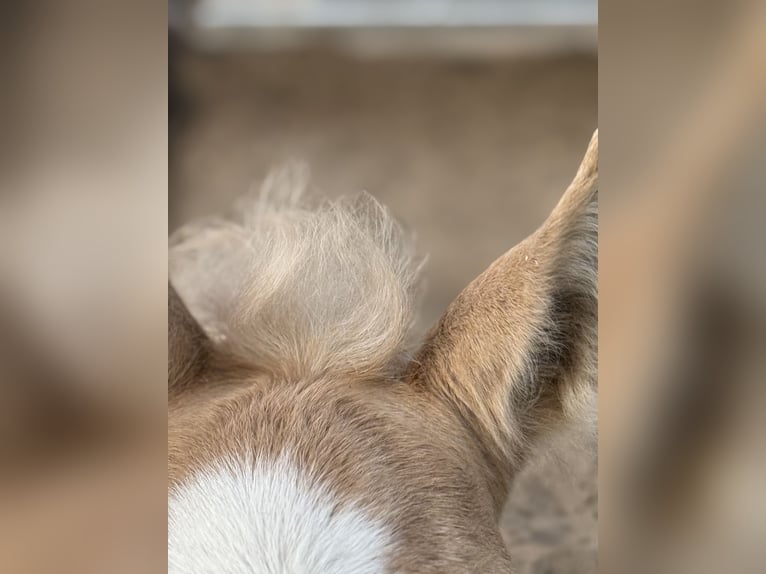 Holiday at the Pony Farm – Horseback Riding