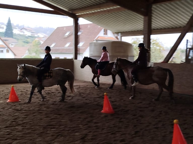 Horse riding holidays and riding courses in the Valley of Love (Lake Constance)