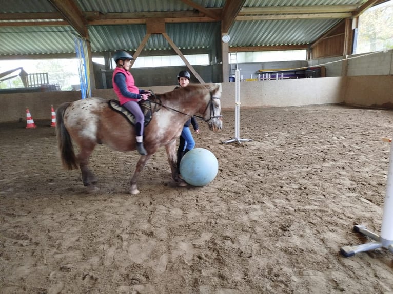Horse riding holidays and riding courses in the Valley of Love (Lake Constance)